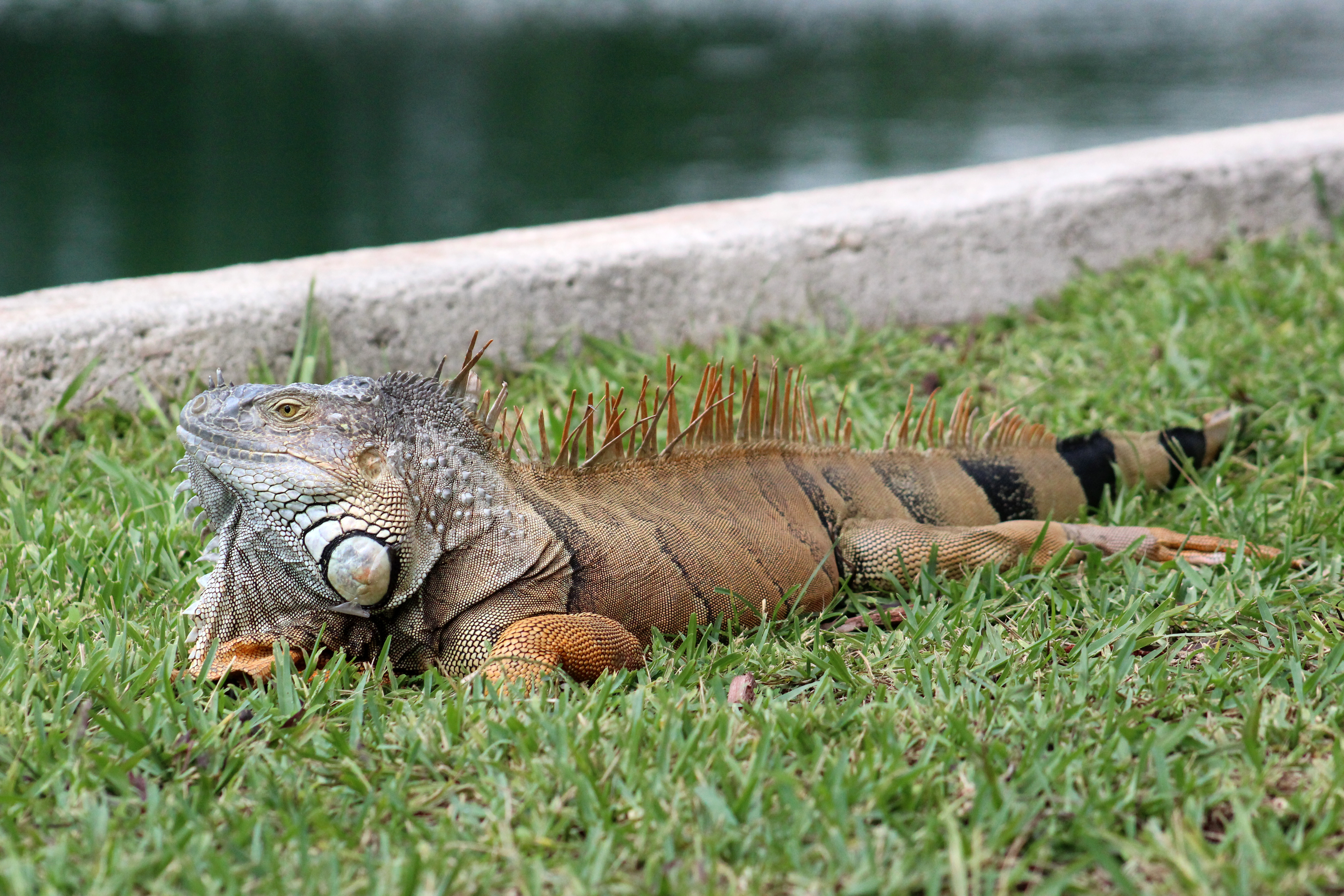 A large iguana resting next to the lake.