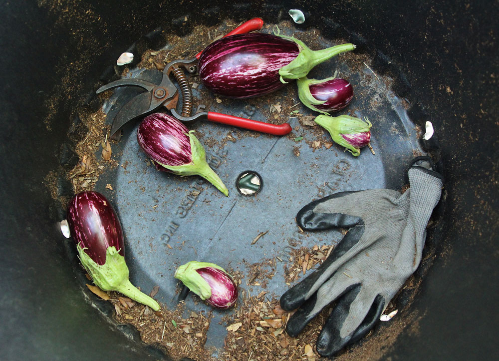 A bucket with eggplants and garden gloves inside. Sustainable Living practiced at Wolfson Campus.