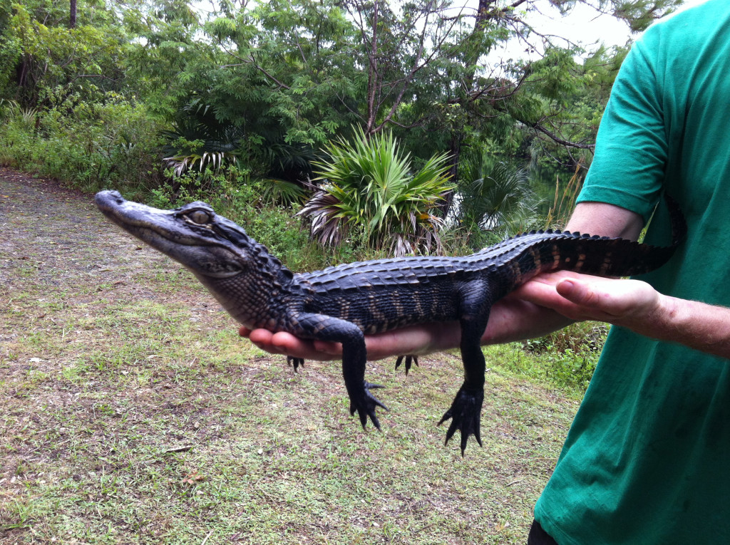 Baby alligator Spartacus.