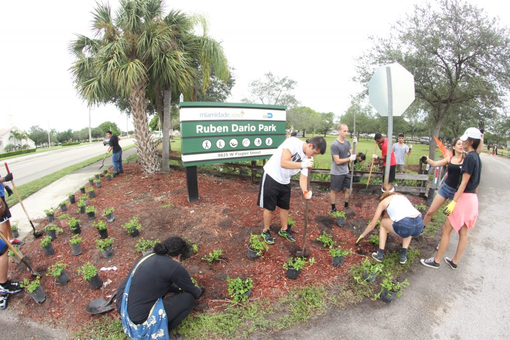 Volunteers planting sod at the entrance of Ruben Dario Park.