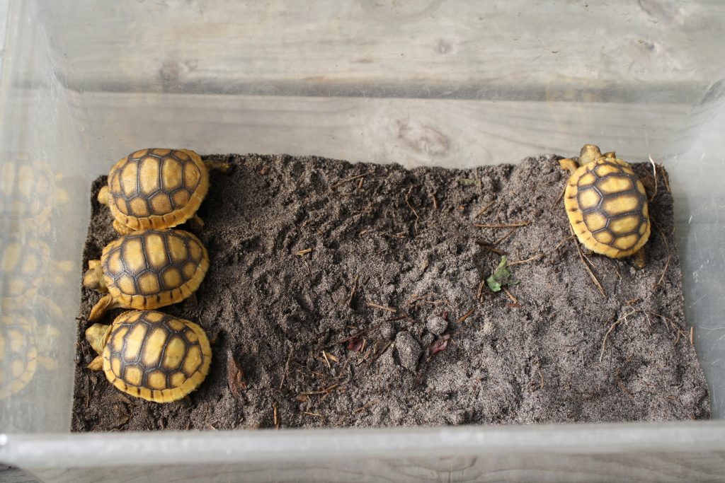 Four baby gopher tortoises.
