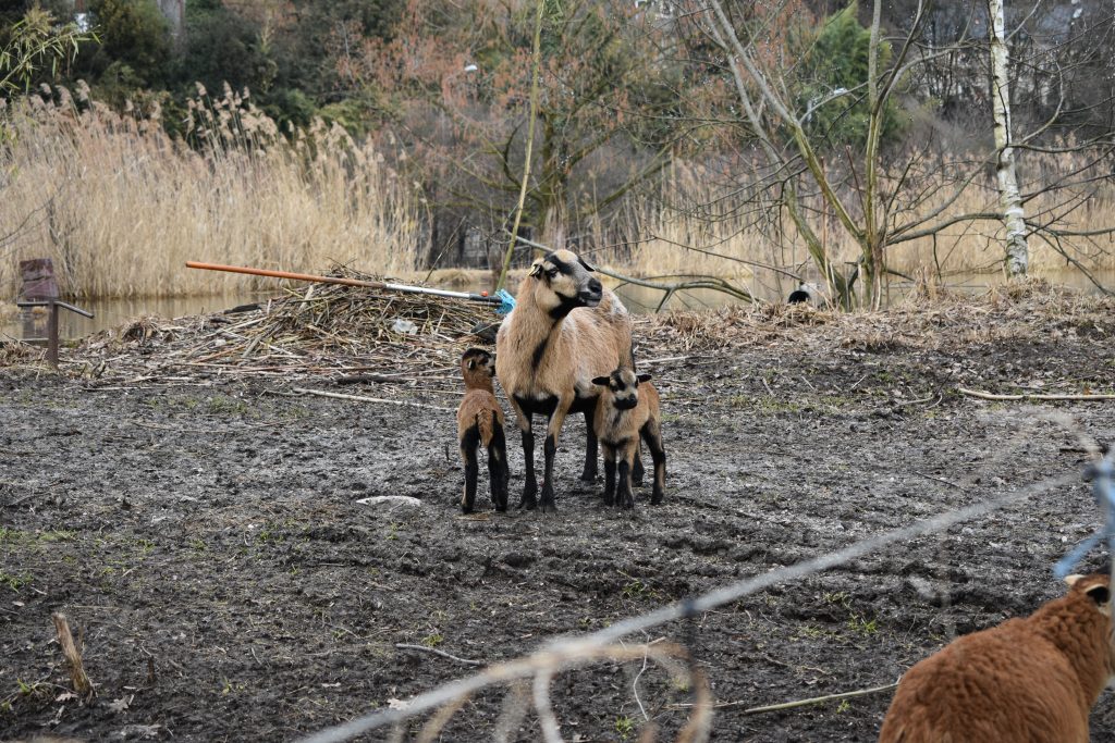 Family of goats.