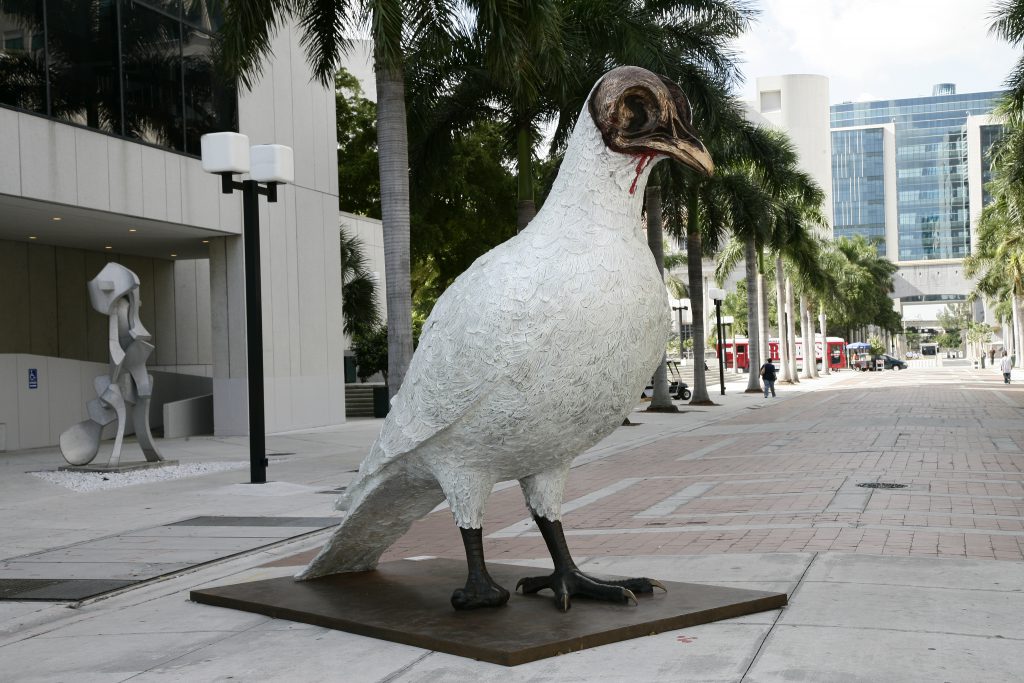 Photo of the dove when it first arrived.