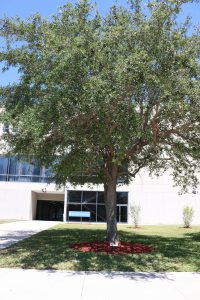 The oak tree dedicated to Charlotte Fulton.