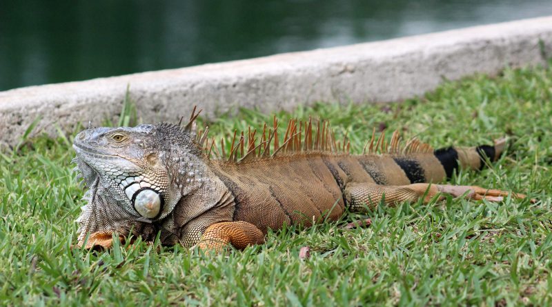 A large iguana resting next to the lake.