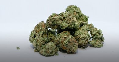 Image of marijuana.