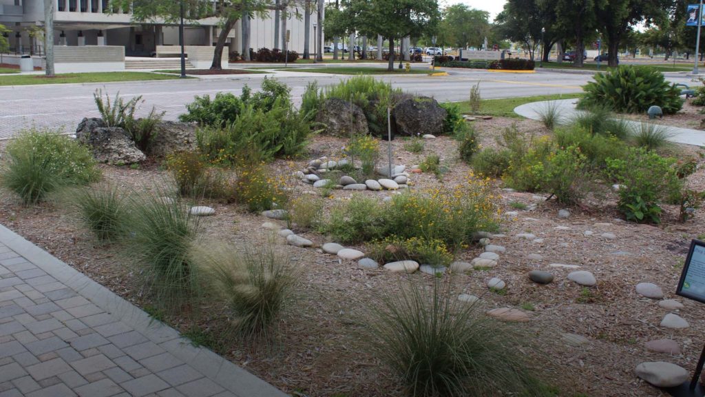 South Florida native plants