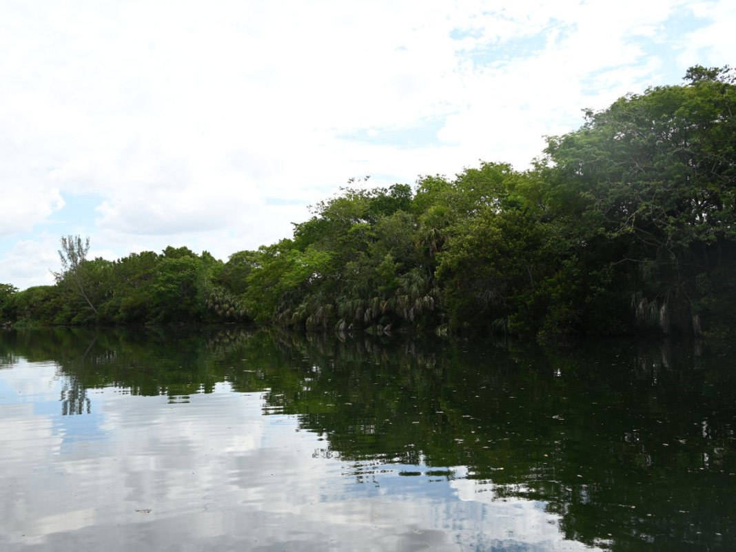 Miami Dade College’s Earth Ethics Institute is looking for volunteers for its restoration project at the Environmental Center at Kendall Campus, 11011 S.W. 104 St.