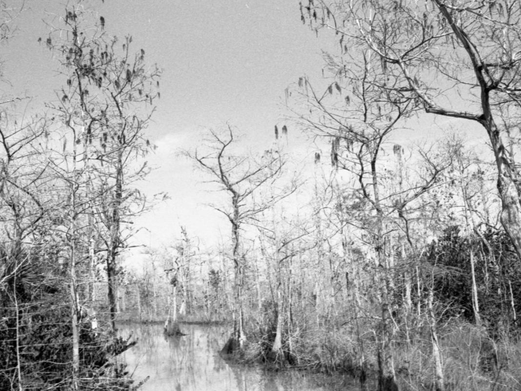 Photo of Wetlands.